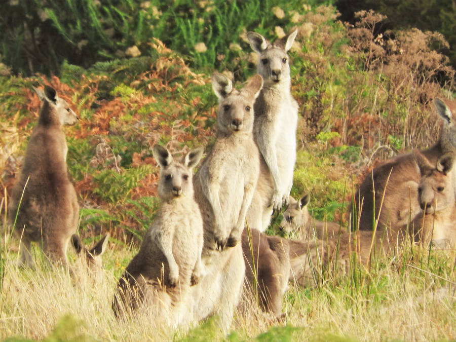 kangaroo border clipart - photo #47