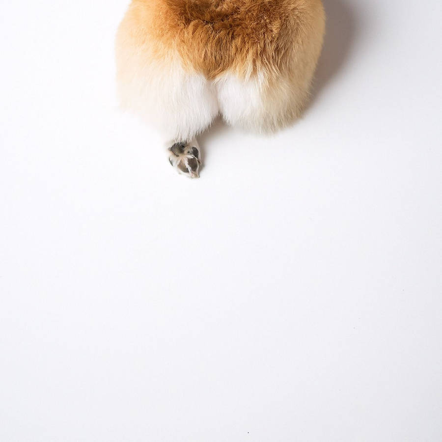 corgi dog clipart - photo #1