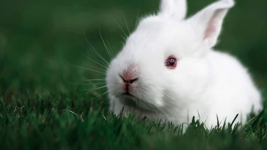 baby rabbit clipart - photo #37